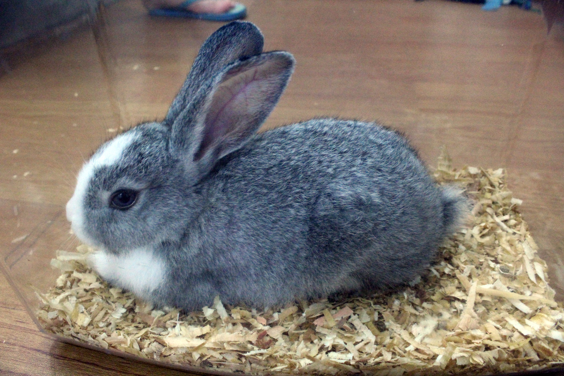 bunny rabbit fur free photo