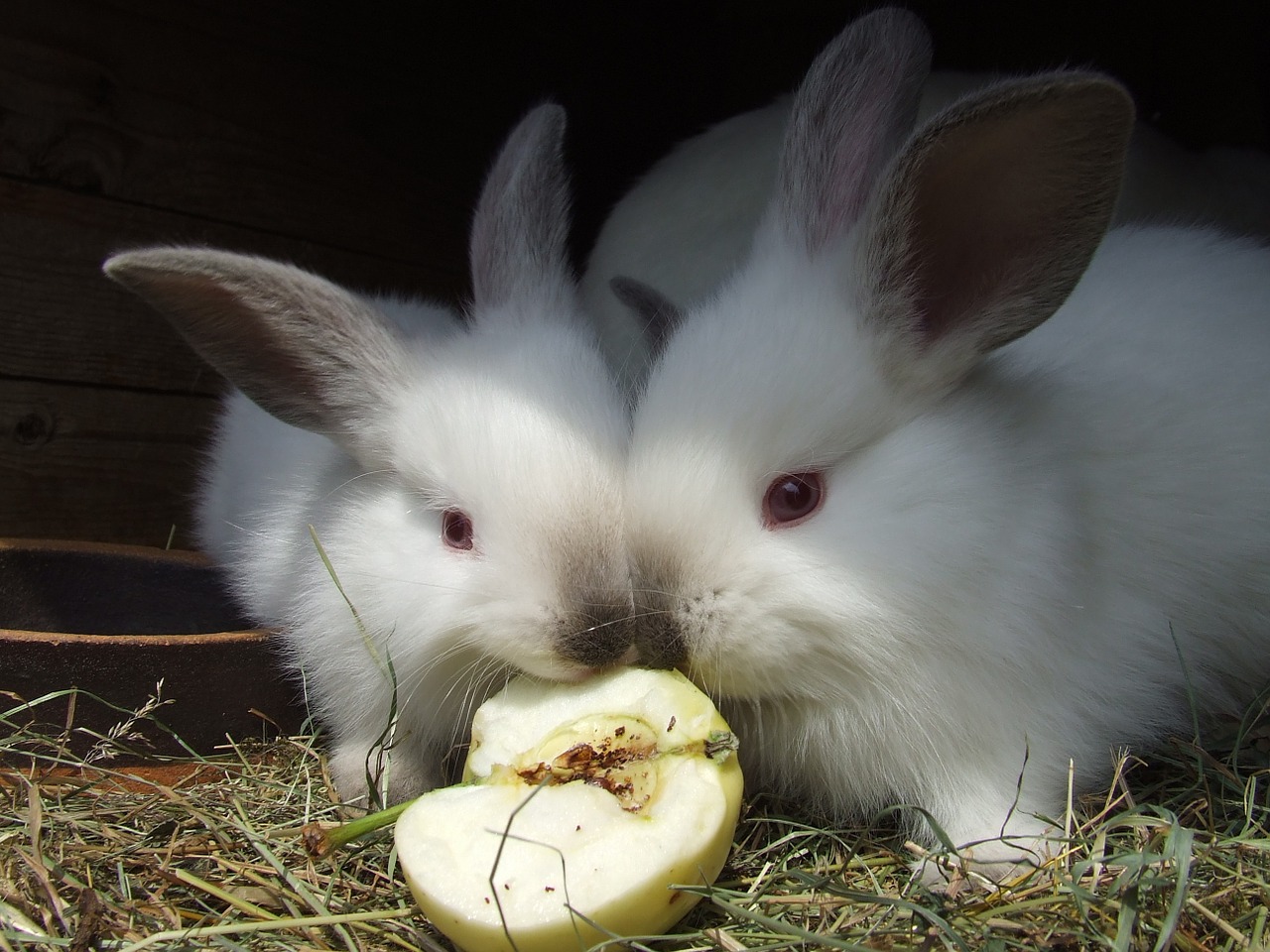 rabbits red eyes white free photo