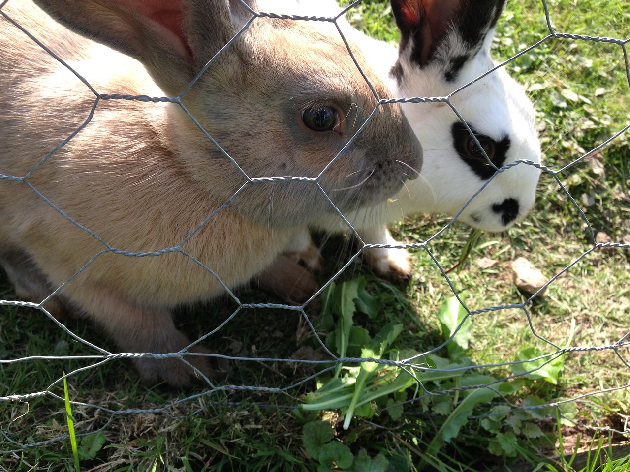 rabbits farm bunny free photo