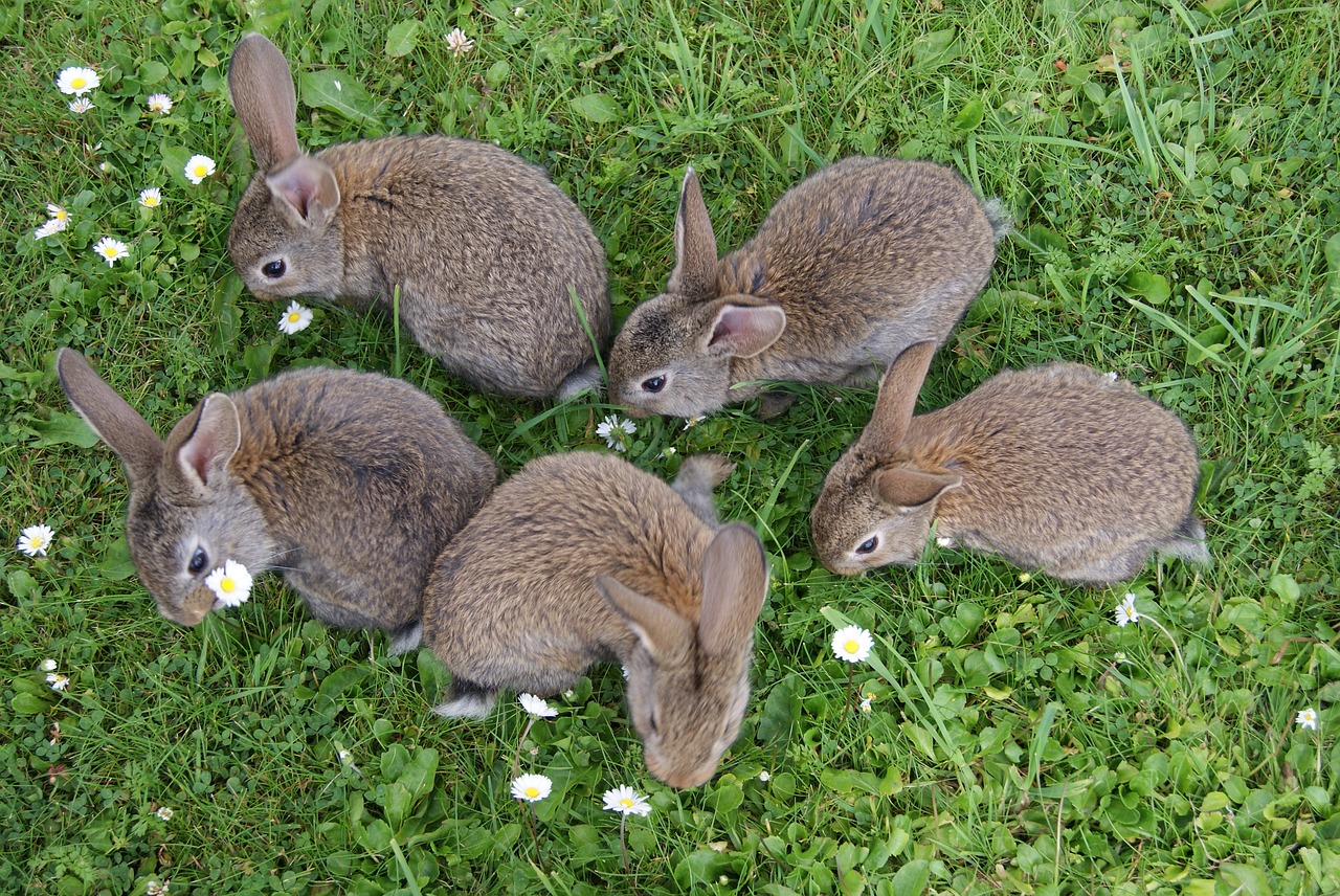rabbits grass fur free photo