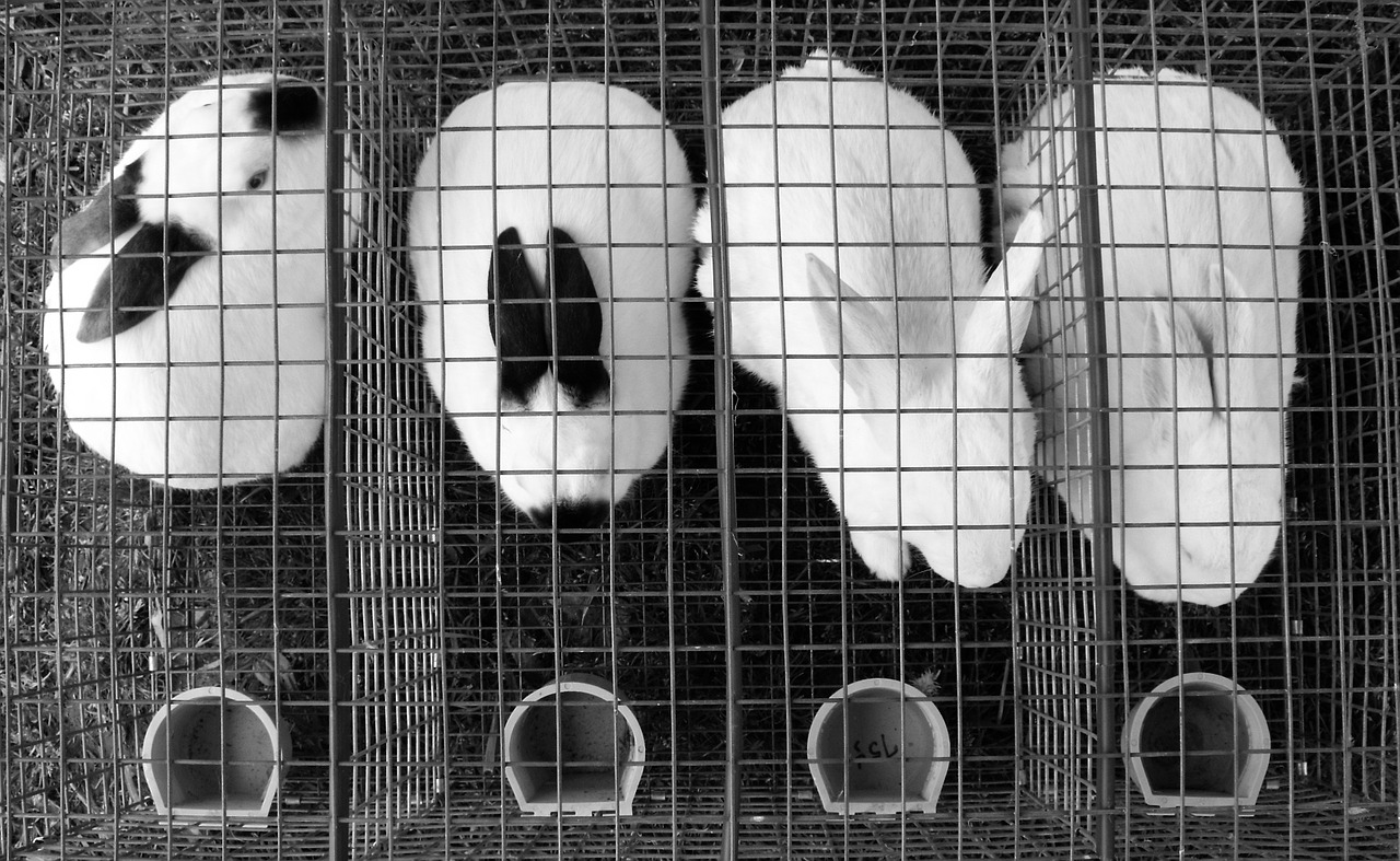 rabbits cage bunny free photo
