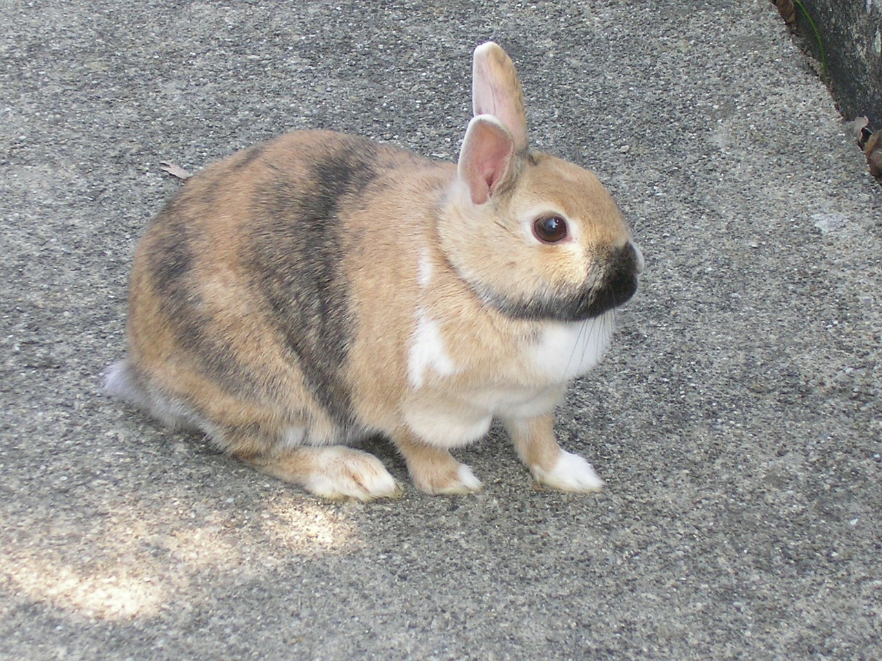 rabbits hare pet free photo