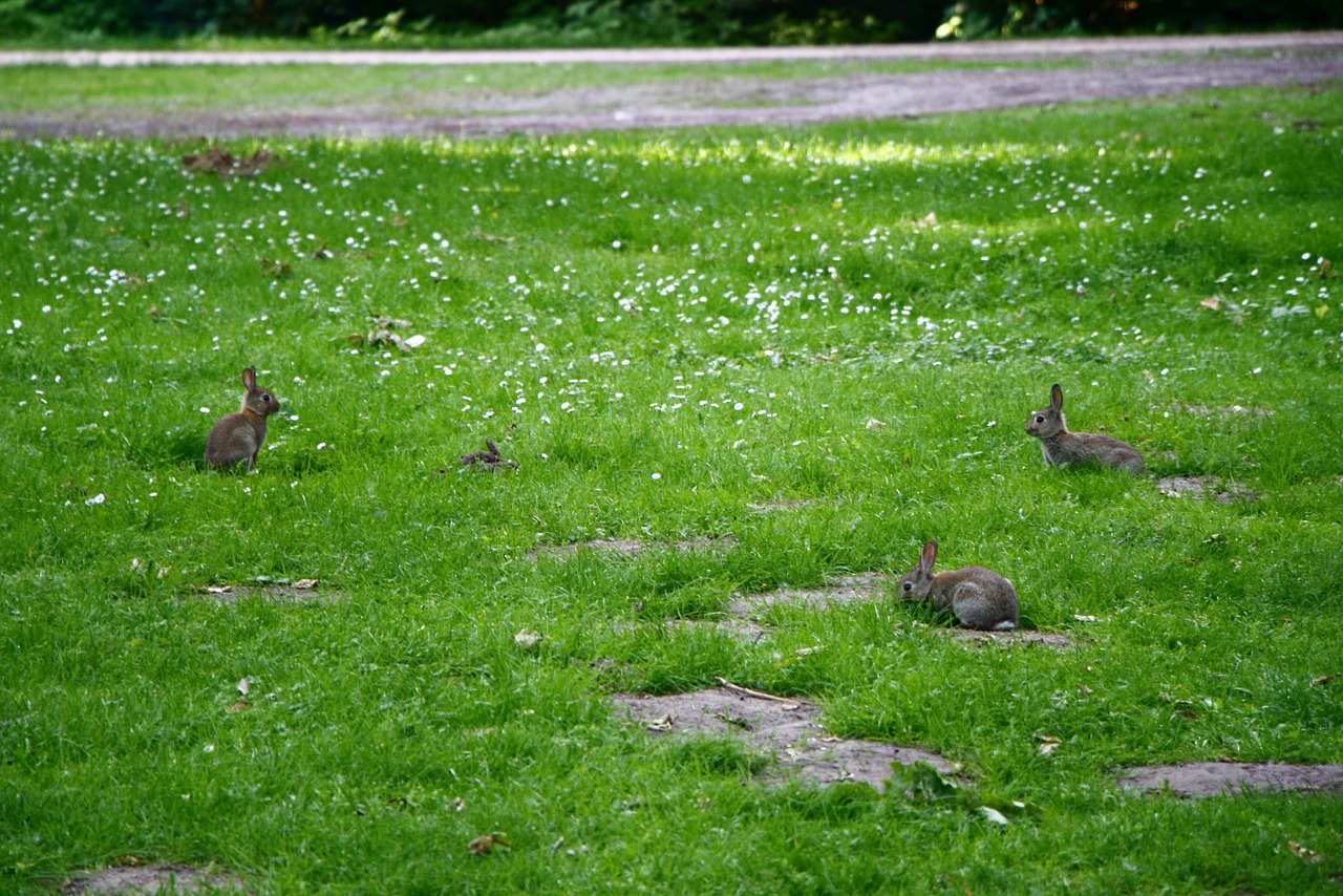 rabbits grass cute free photo