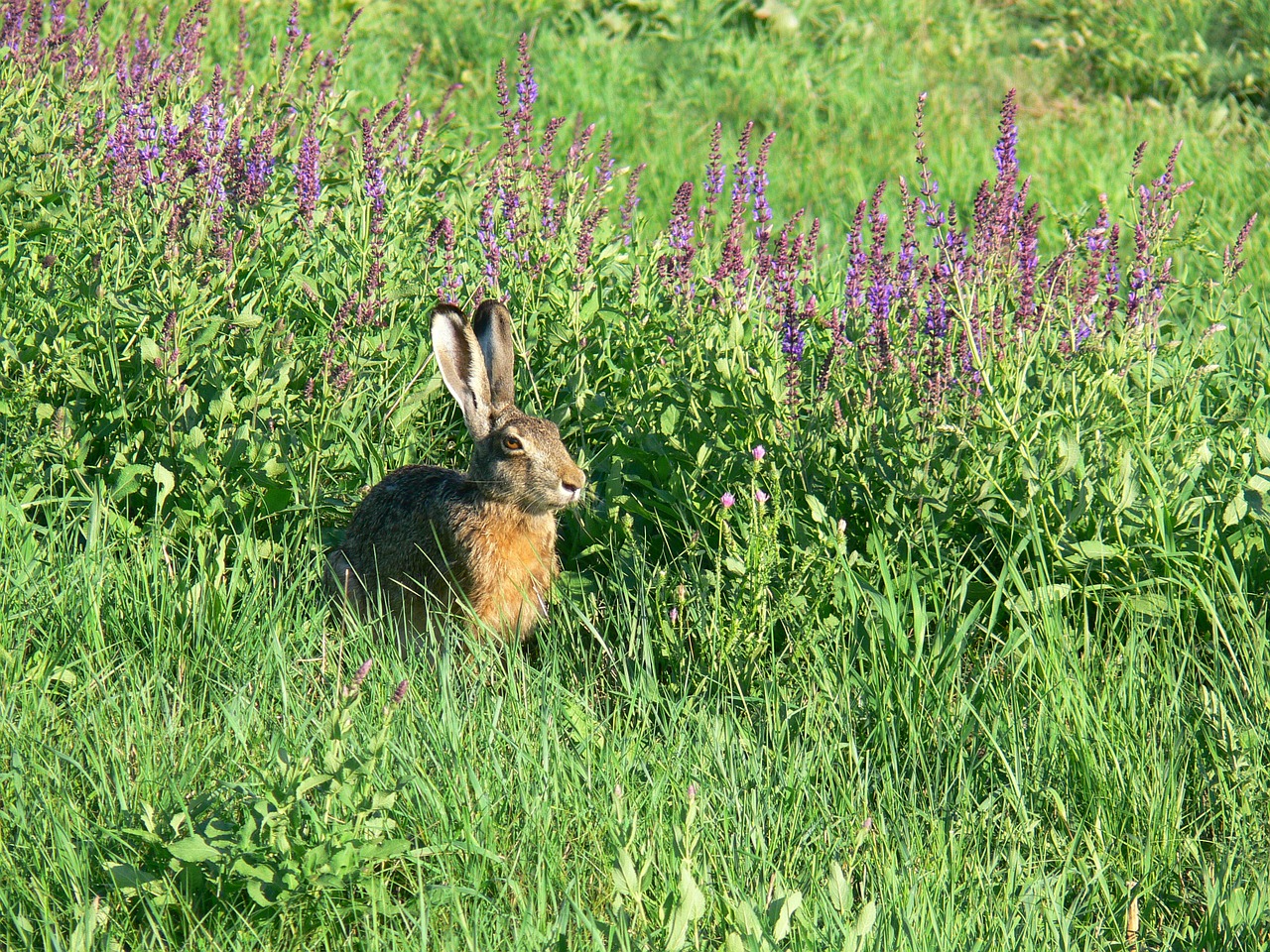 rabbits animal field free photo