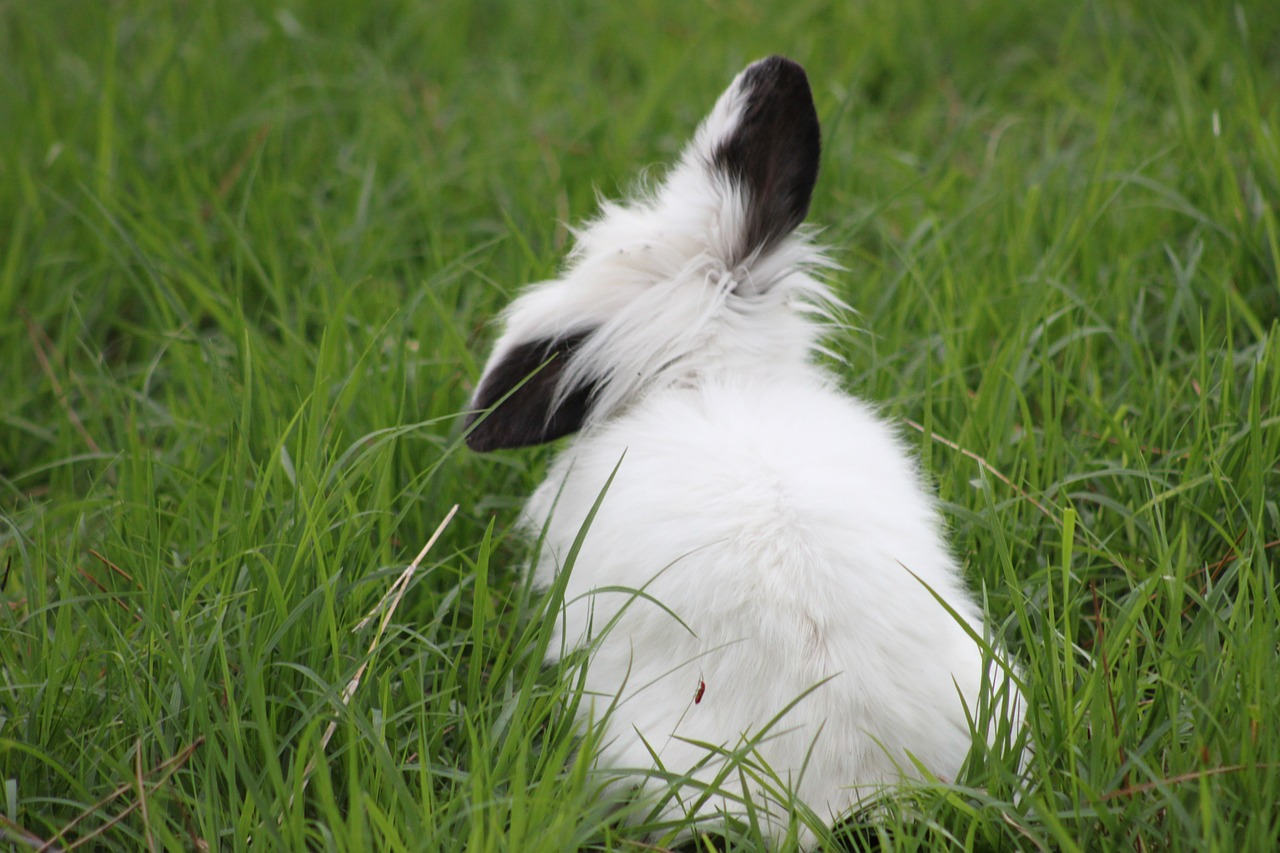 rabbits rabbit bunny free photo