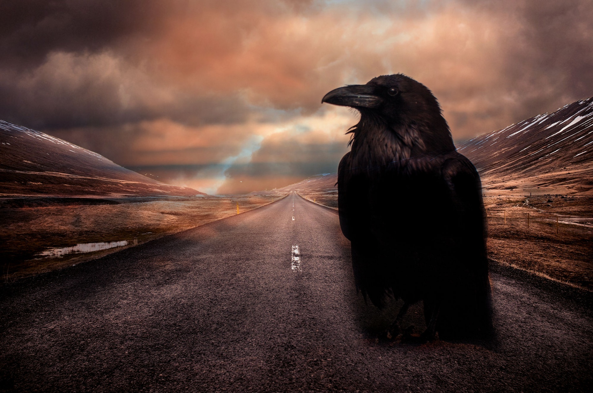 Черный ворон на дороге