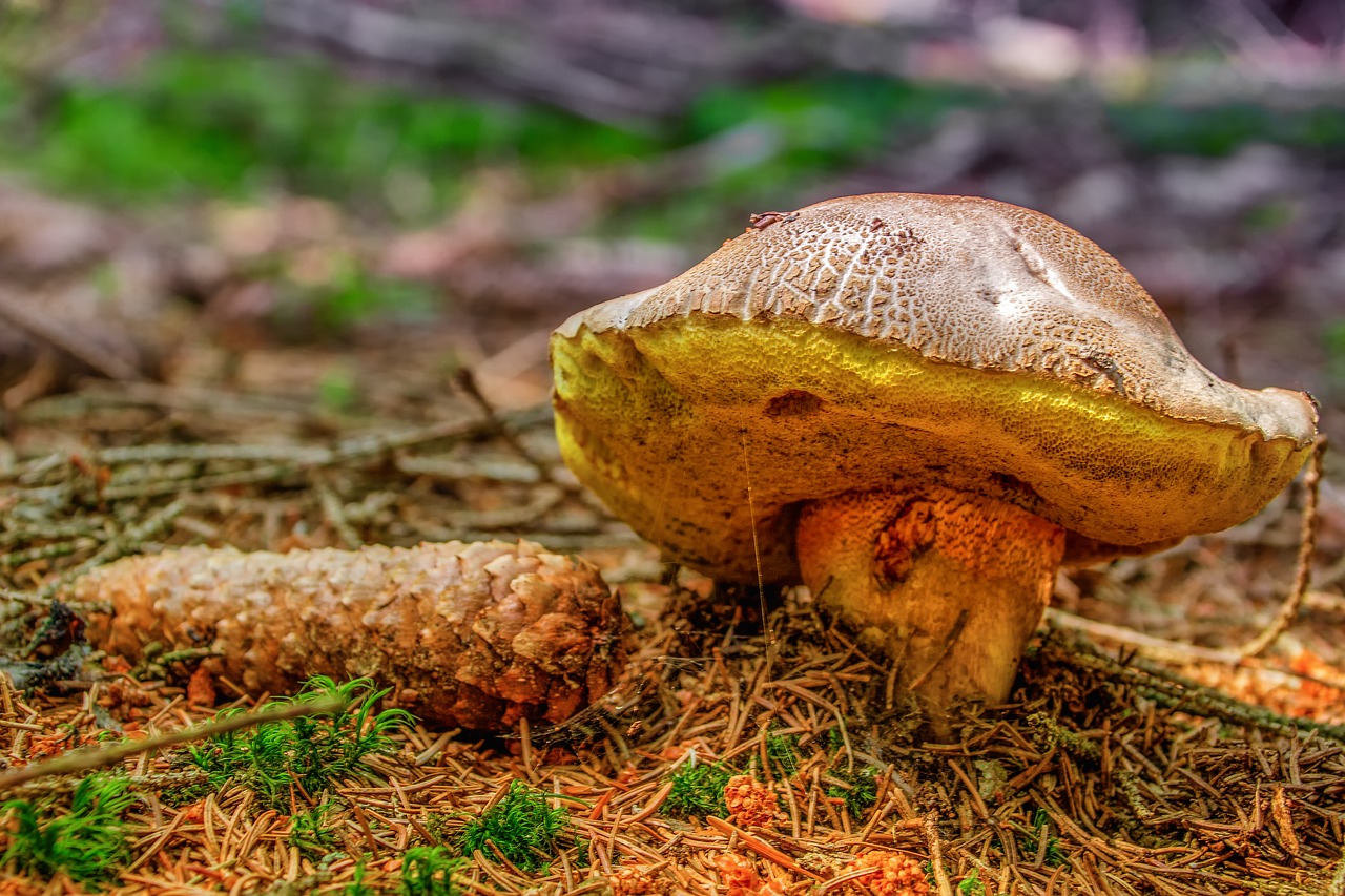 rac  mushroom  nature free photo