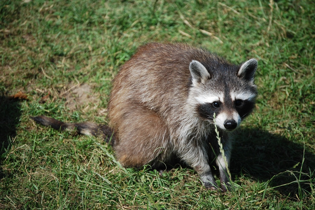 raccoon cute wildlife park free photo