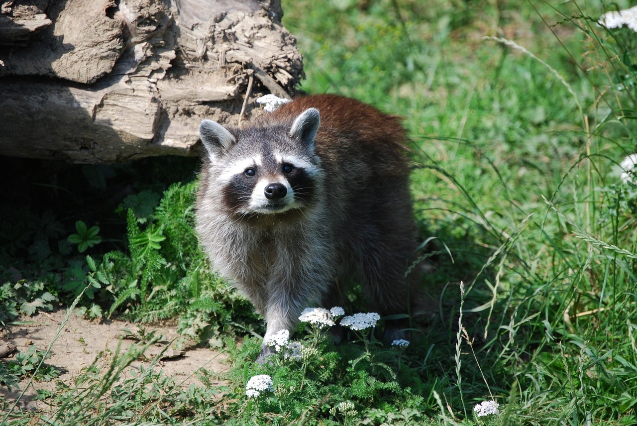 raccoon wildlife park cute free photo