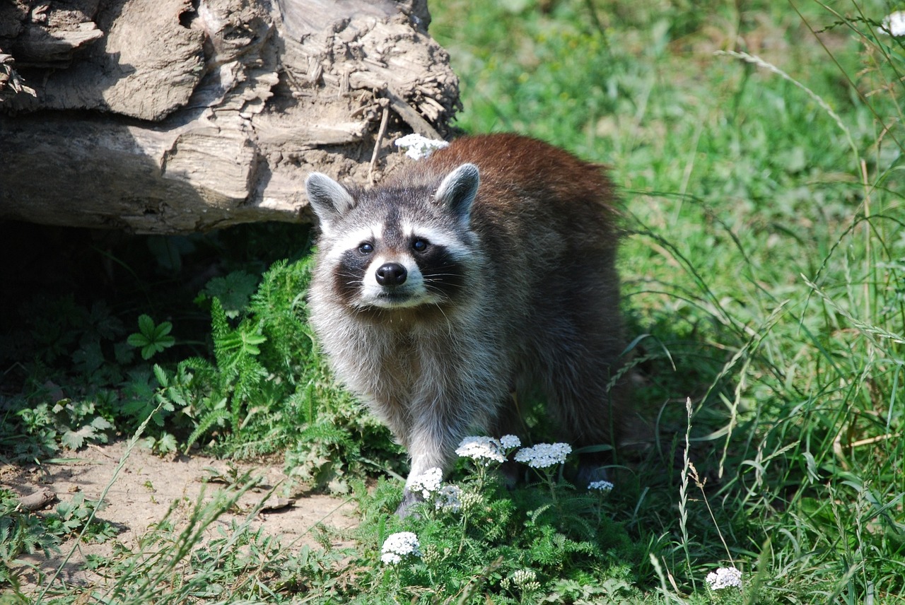 raccoon wildlife park cute free photo