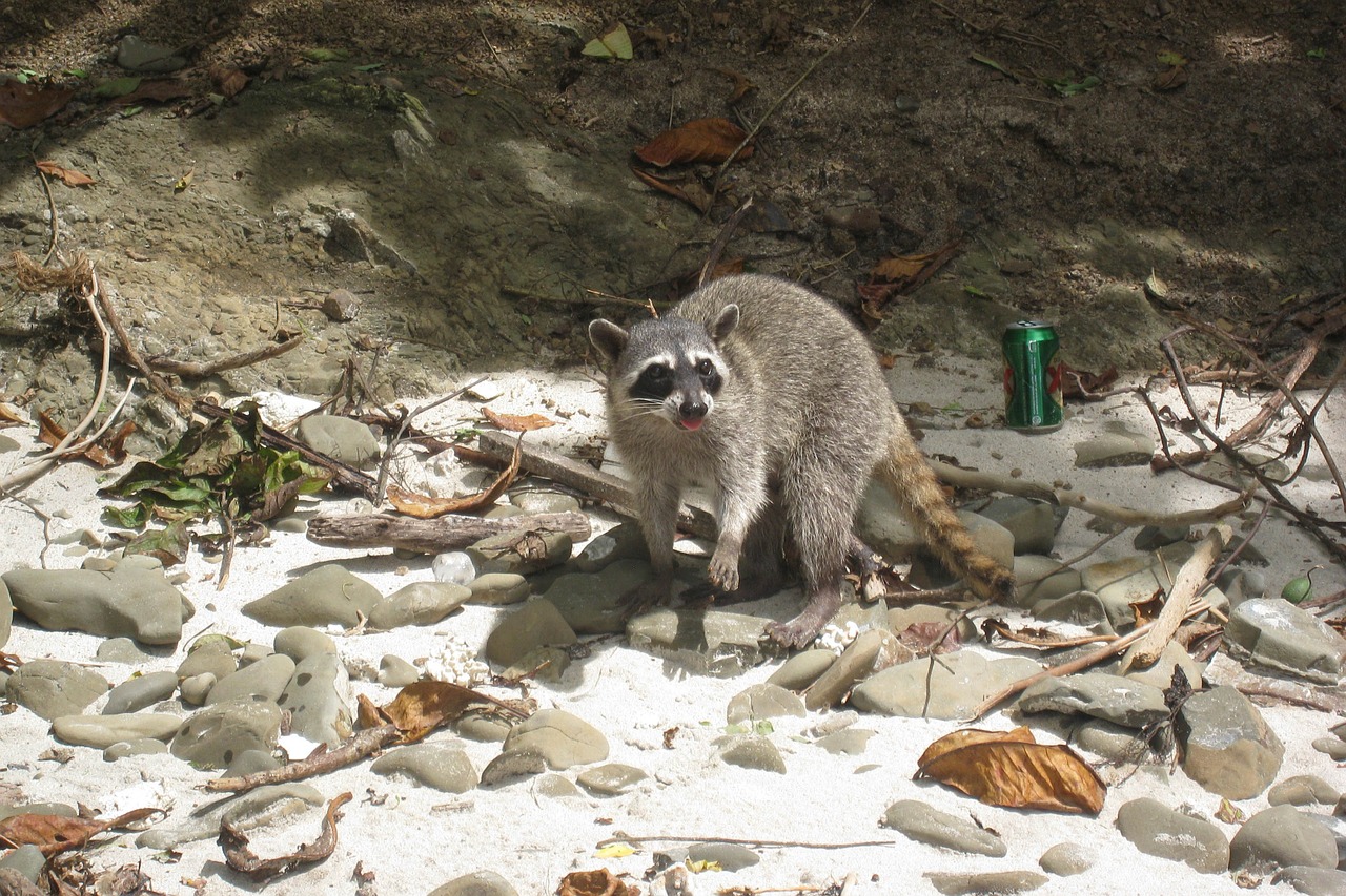raccoon beach costa rica free photo