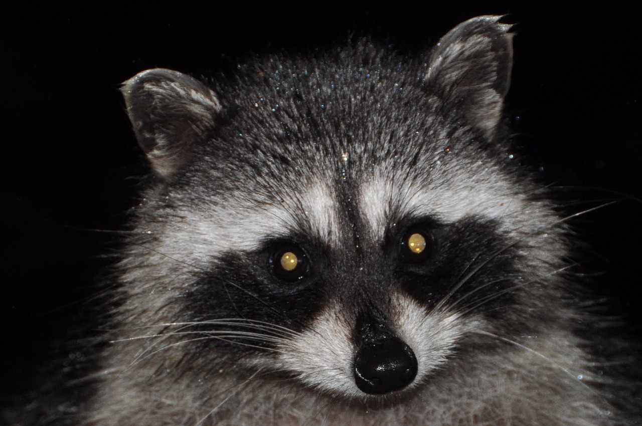 raccoon varmint mammal free photo