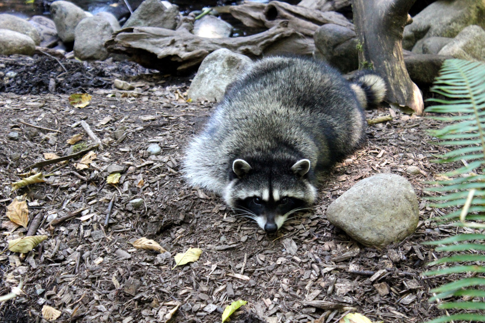 raccoon wildlife forest free photo