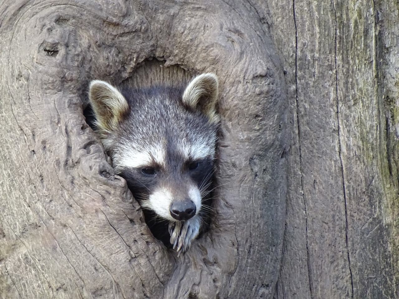 raccoon tree stump wildlife park free photo