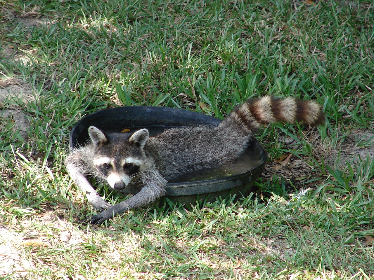 raccoon water lazy free photo