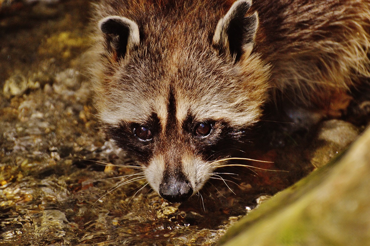 raccoon wild animal water free photo