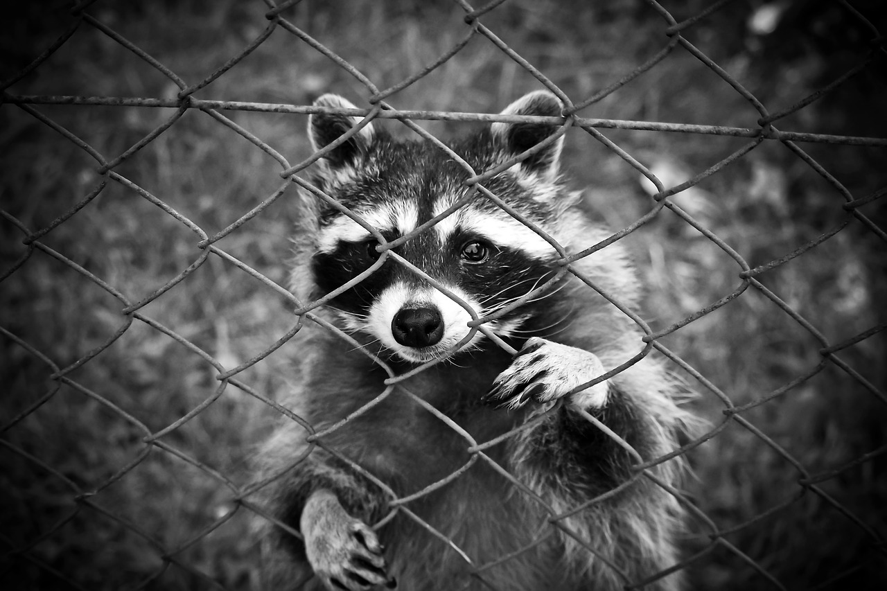 raccoon animal animal world free photo