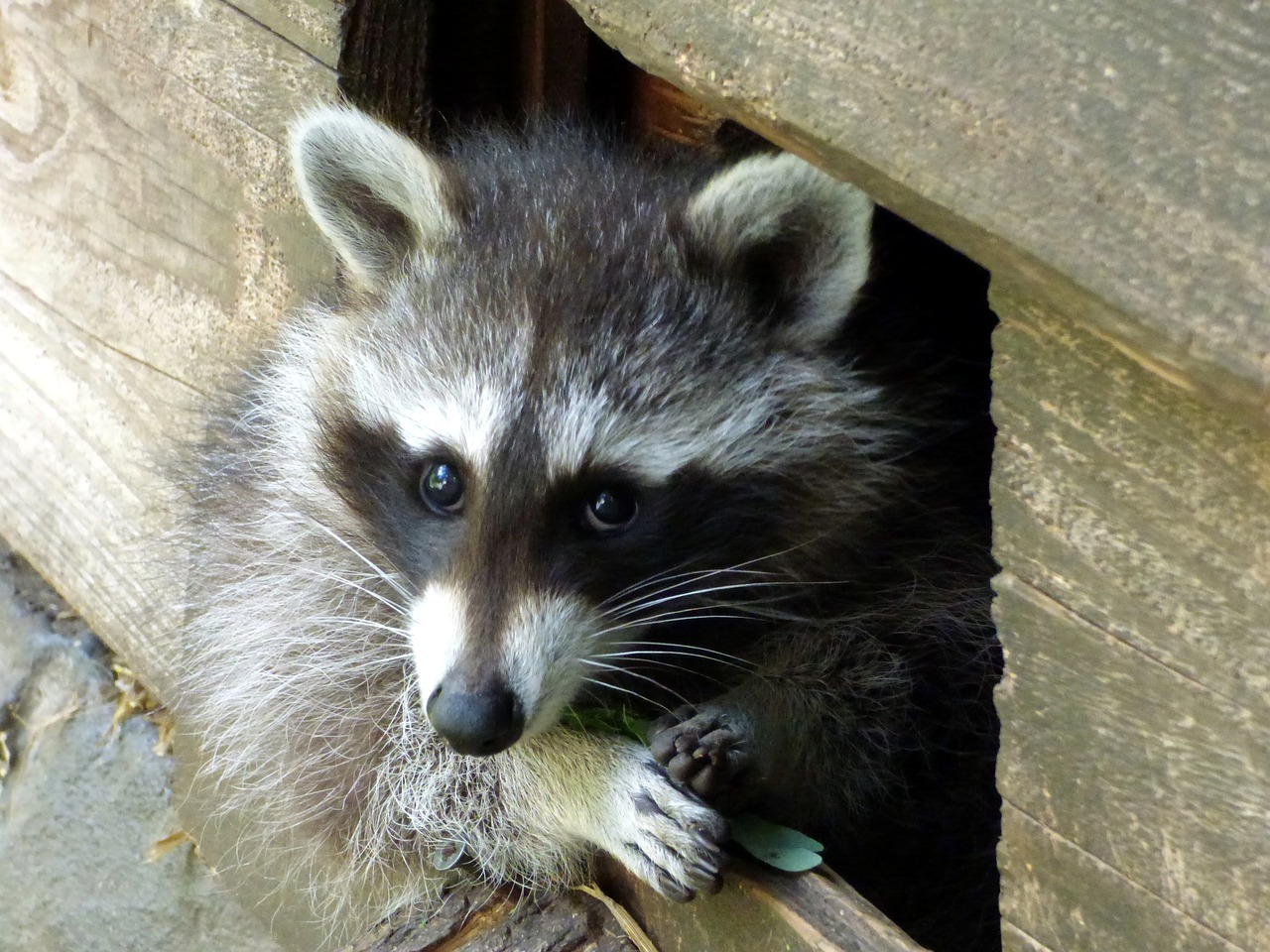 raccoon curious head free photo