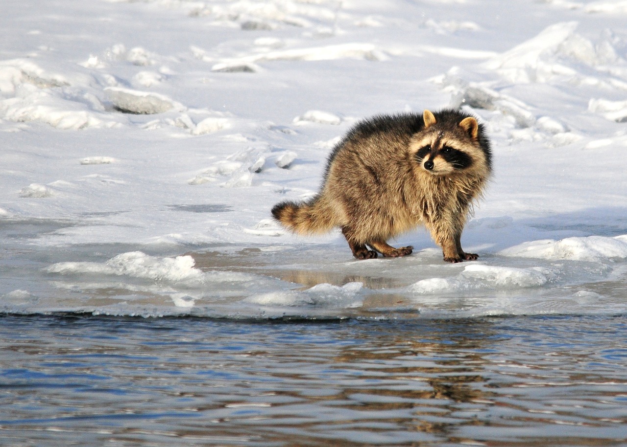 raccoon portrait wildlife free photo