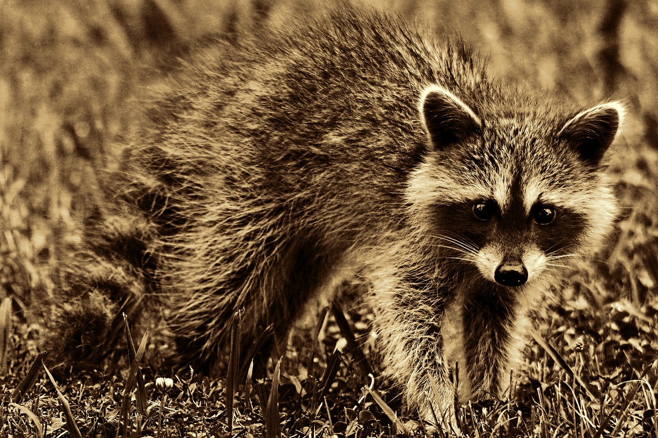 raccoon animal mammal free photo