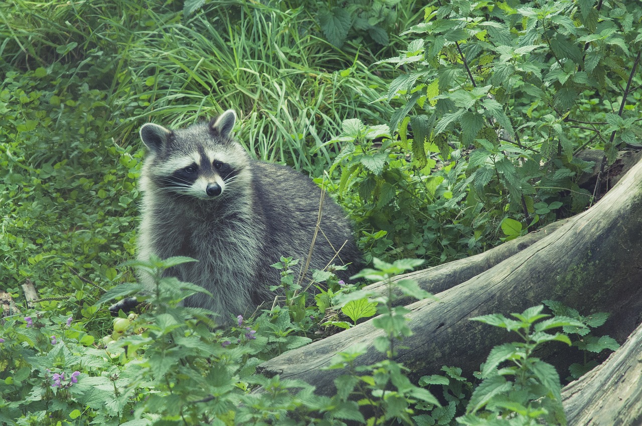 raccoon wild furry free photo