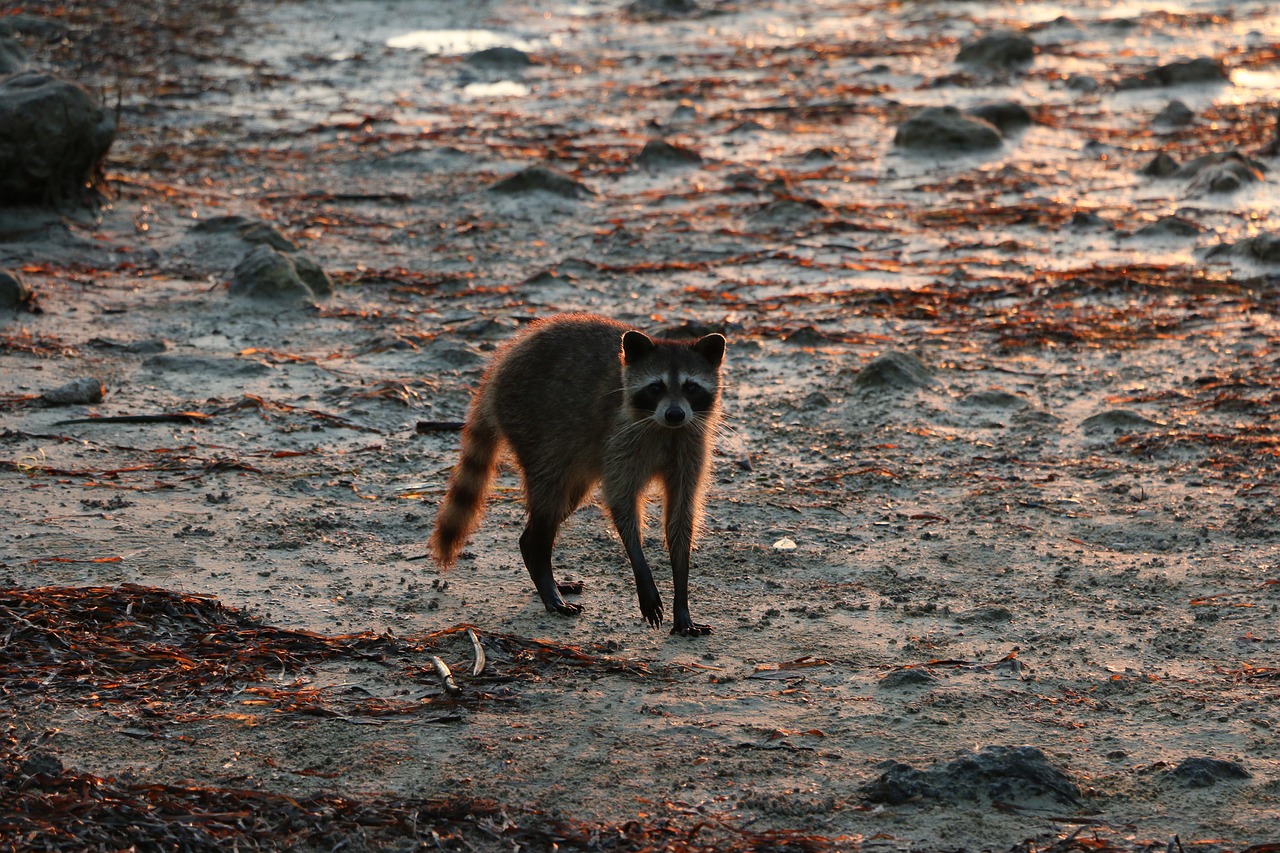 raccoon beach wildlife free photo