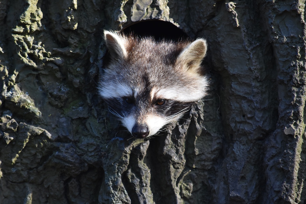 raccoon construction animal world free photo