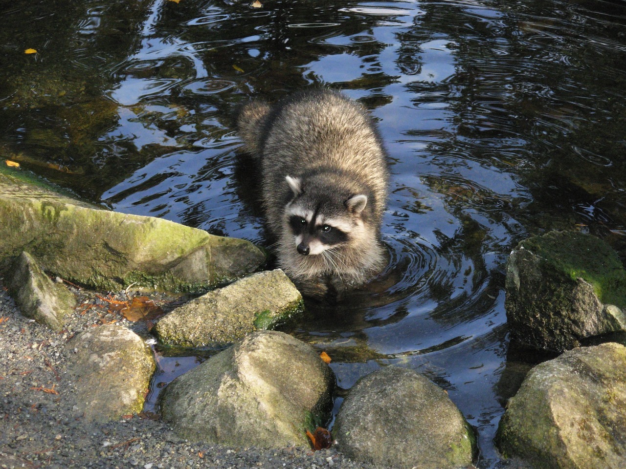 raccoon nature animal free photo