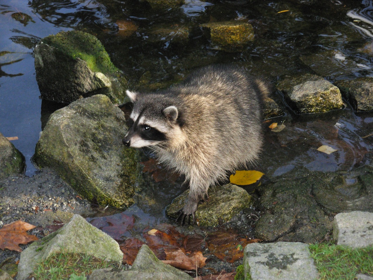 raccoon nature animal free photo