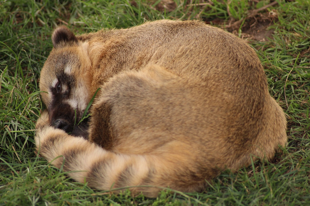 raccoon tired animal free photo