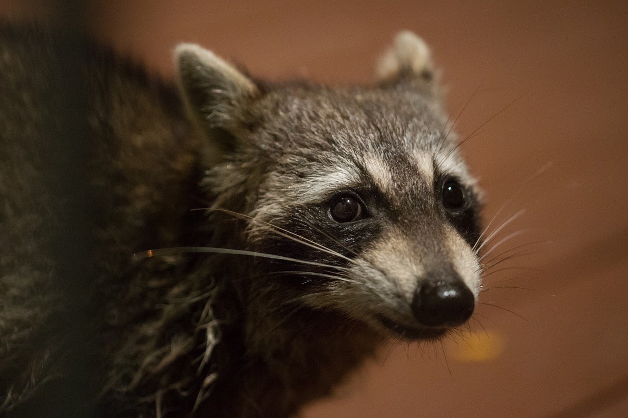 raccoon portrait face free photo