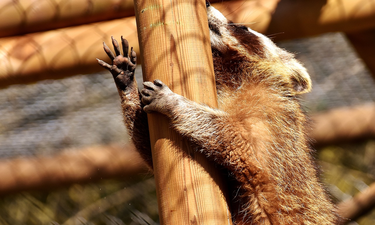 raccoon wild animal furry free photo