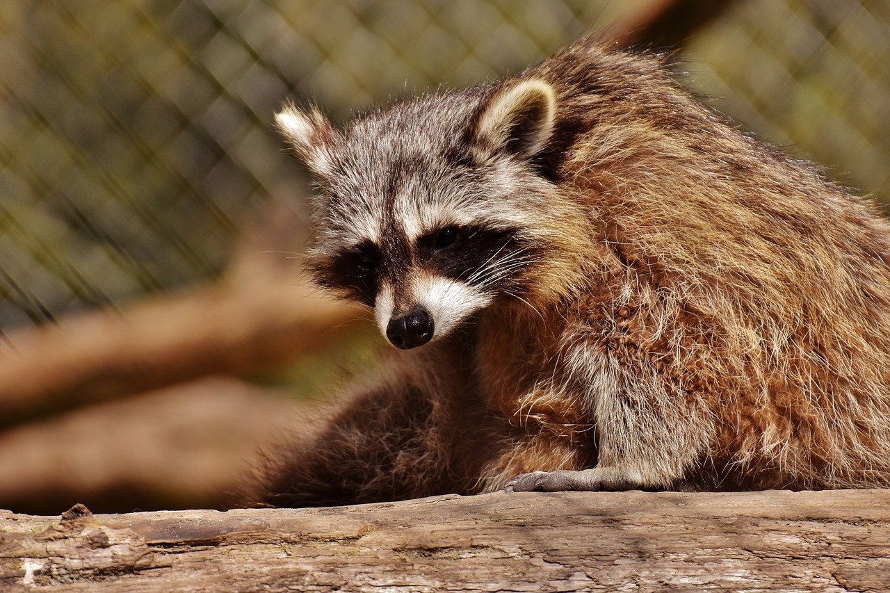 raccoon wild animal furry free photo