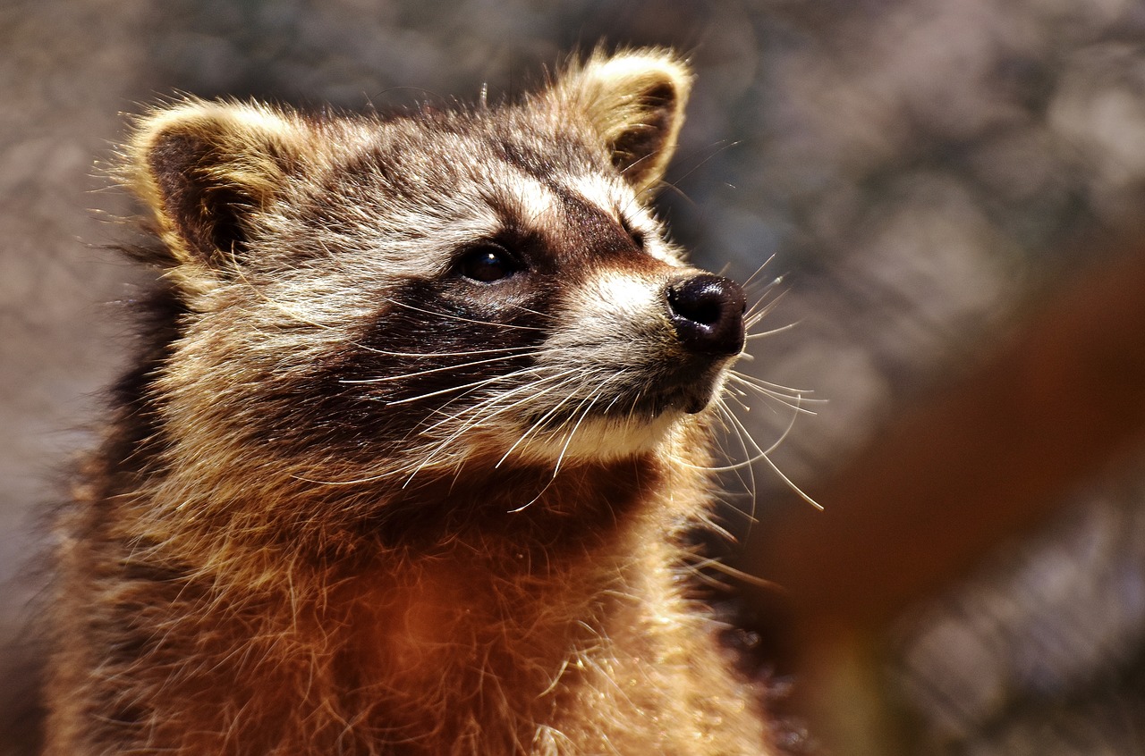 raccoon wild animal furry free photo