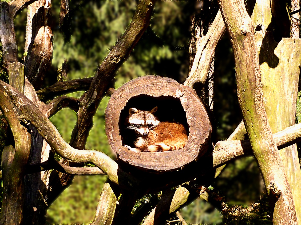 raccoon small bear mammal animal free photo