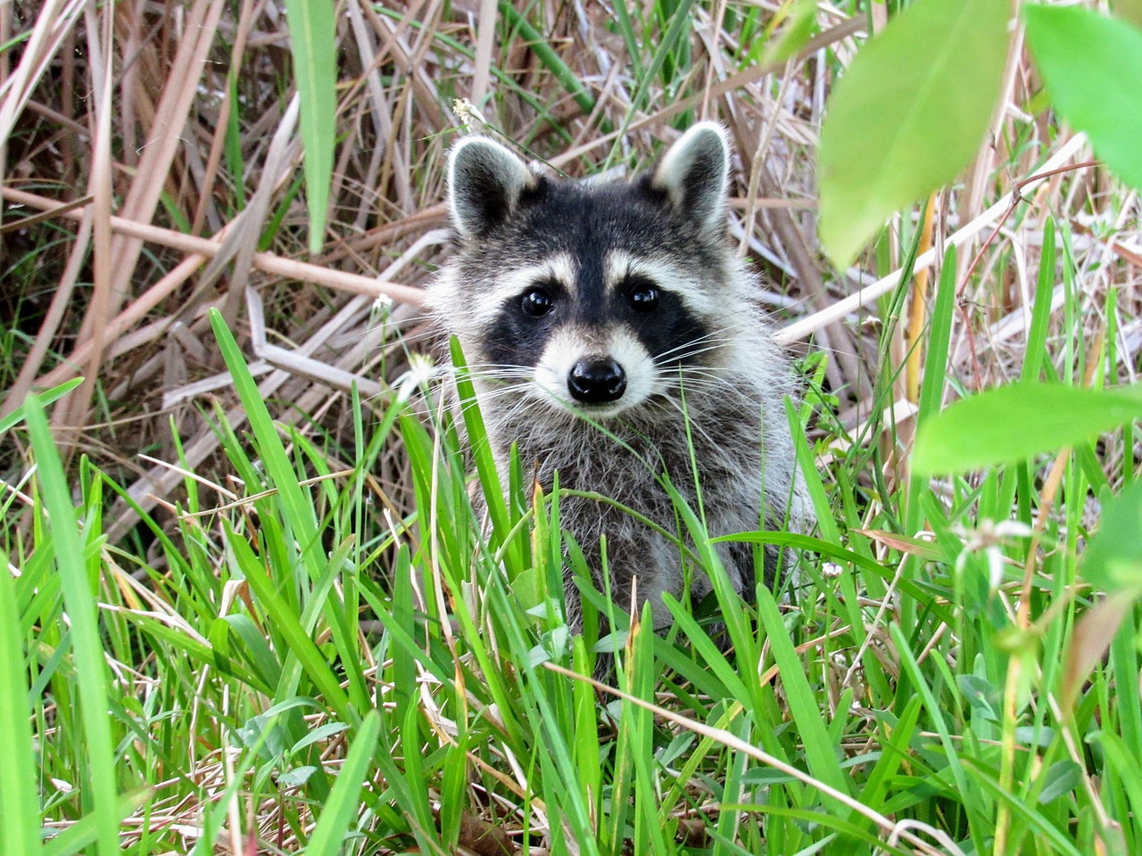 raccoon animal wild animal free photo