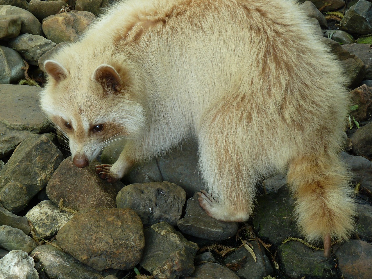 raccoon stone zoo free photo