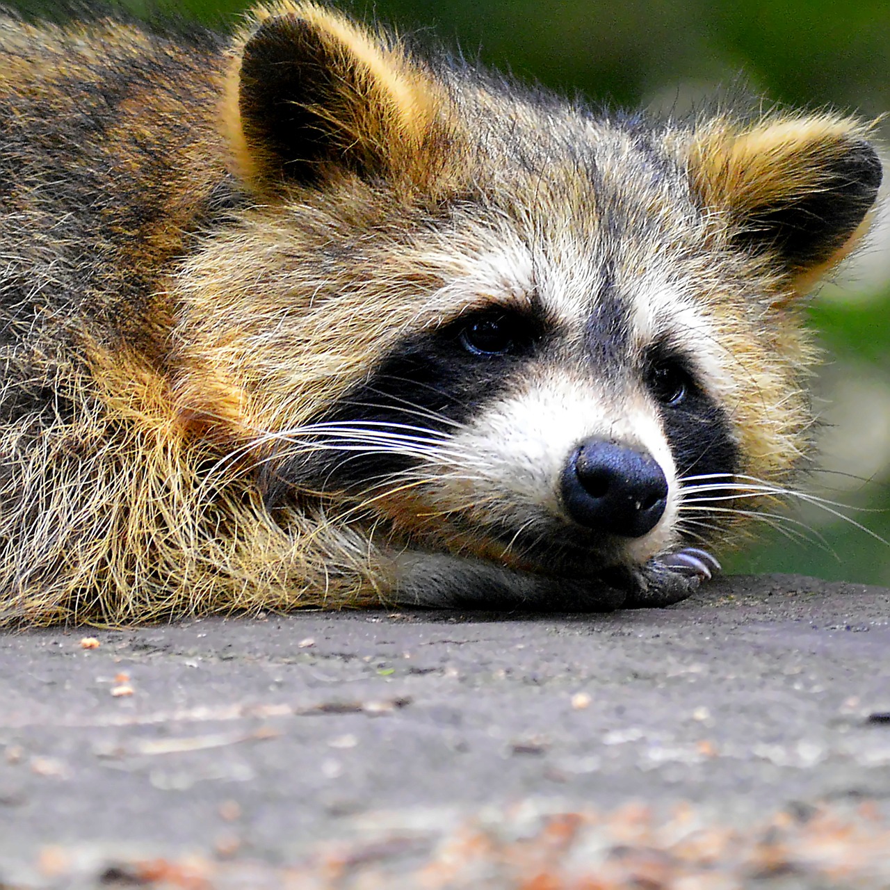 raccoon face sweet free photo