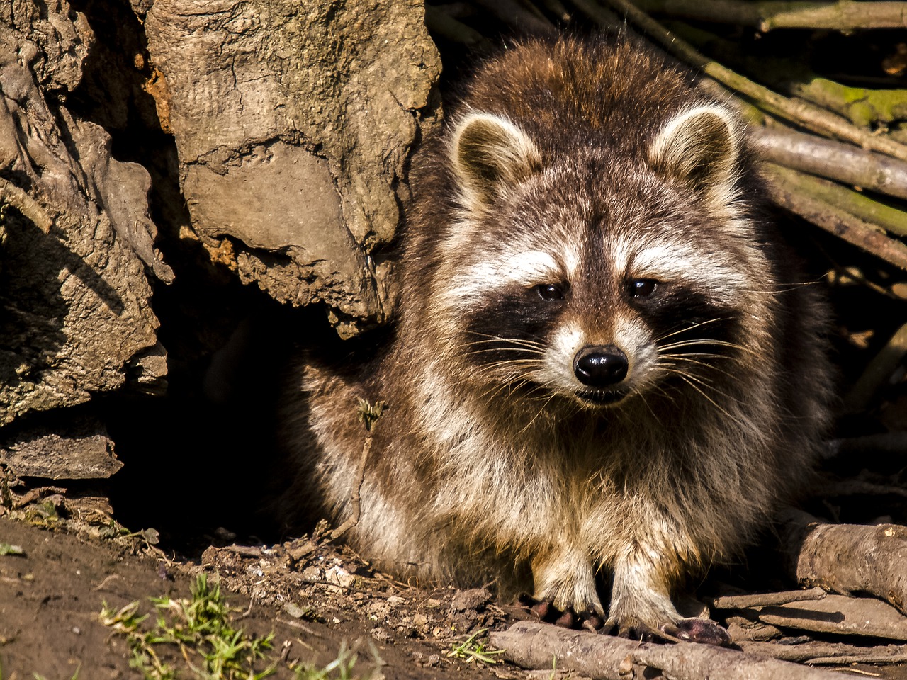 raccoon animal nature free photo