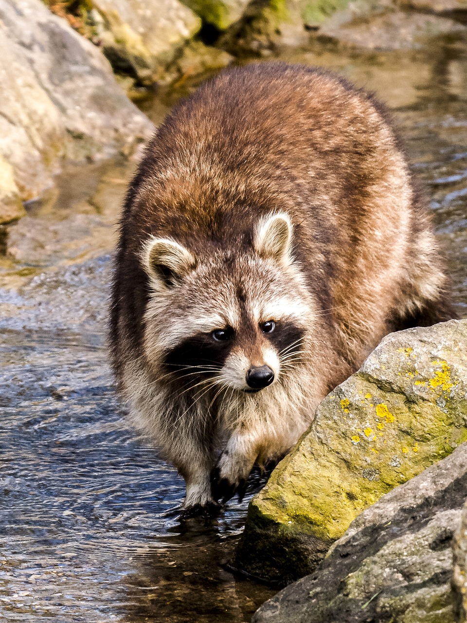 raccoon animal mammal free photo