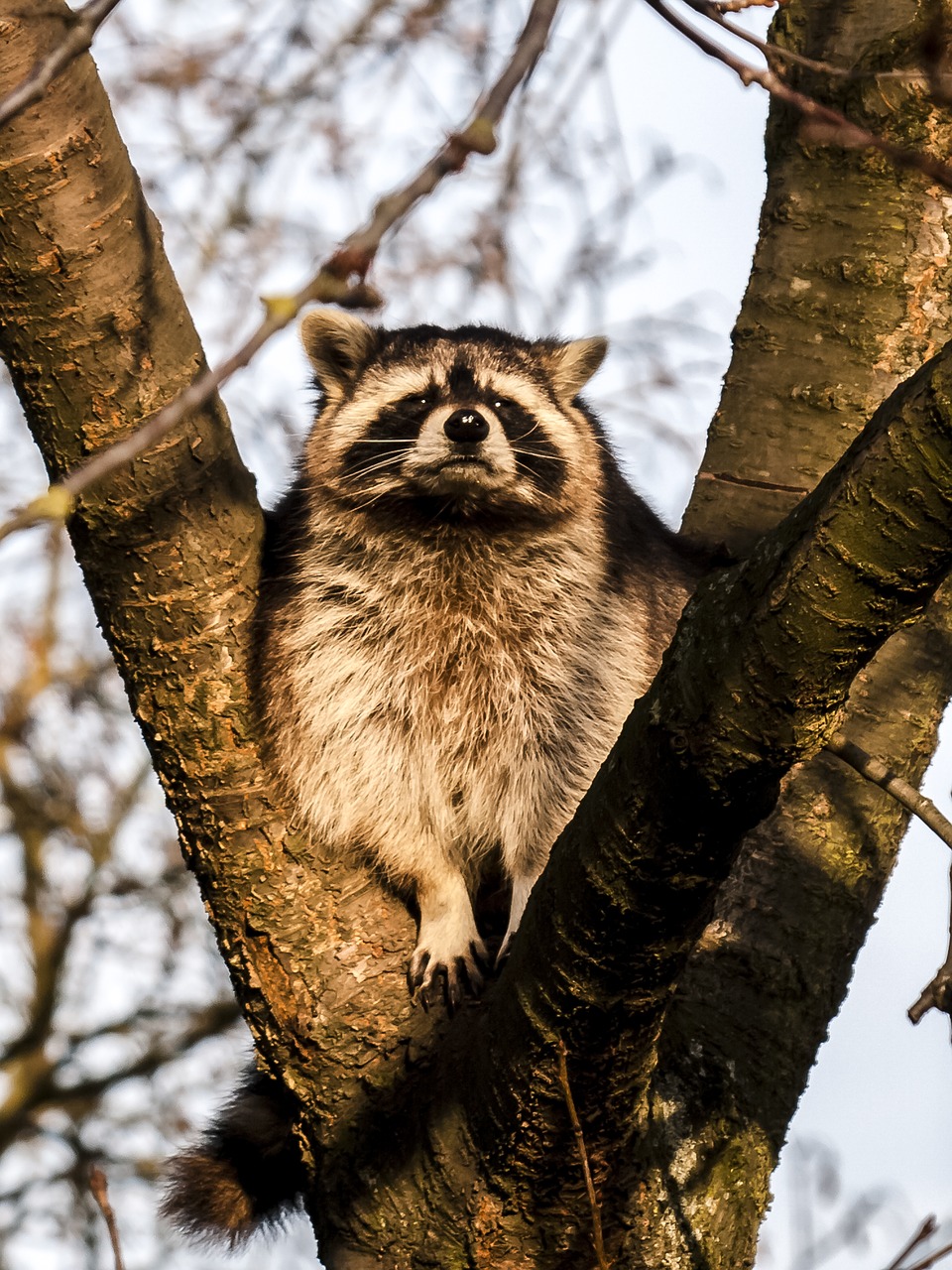 raccoon mammal animal free photo