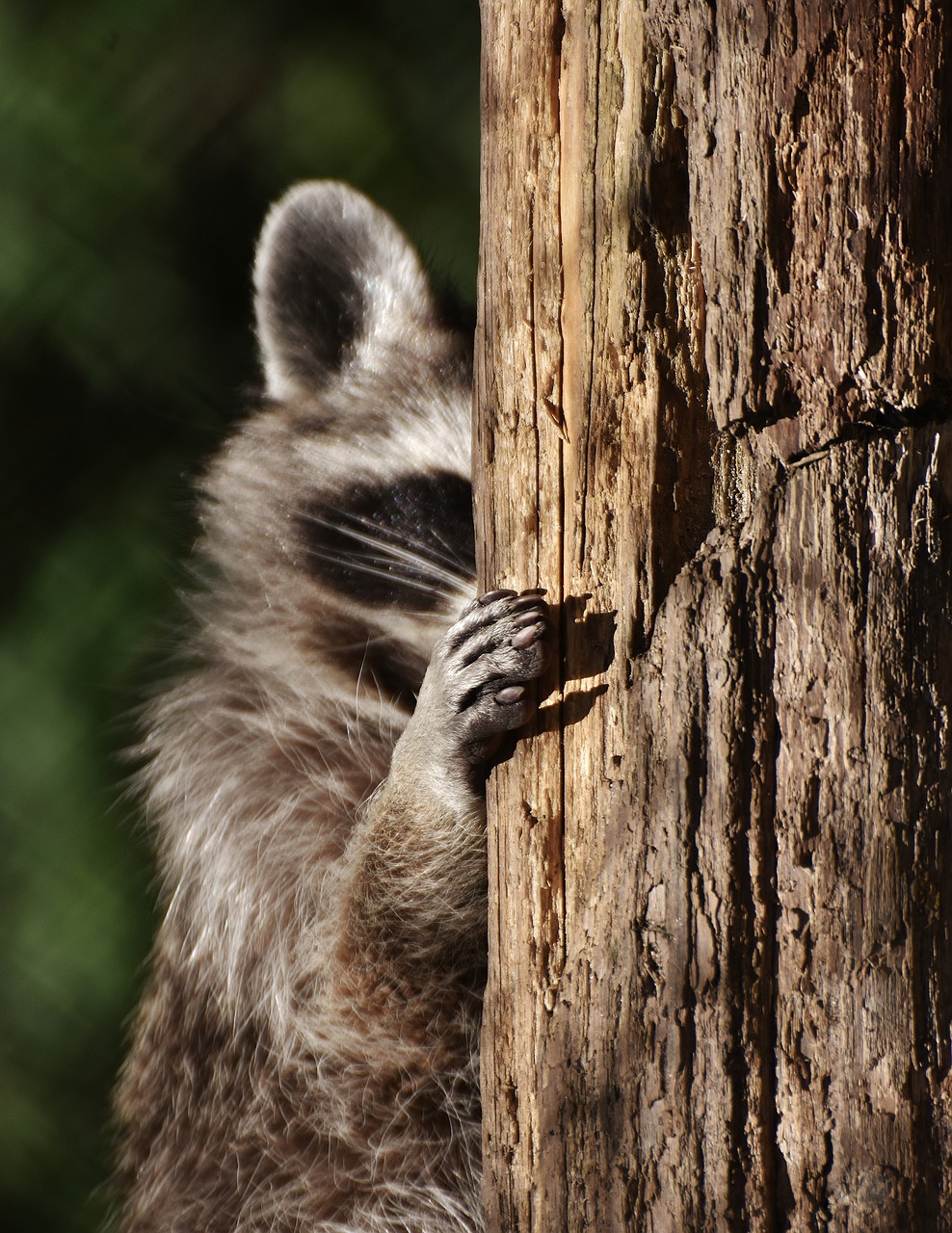 raccoon hide funny free photo