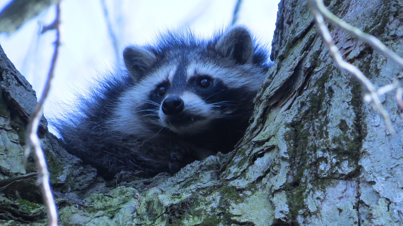 raccoon wildlife mammal free photo