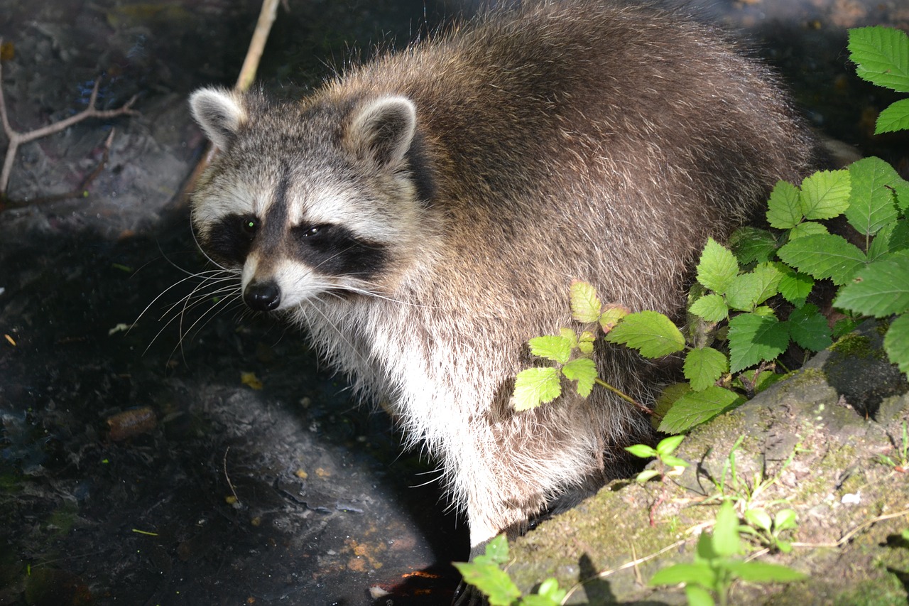 raccoon forest animal forest free photo