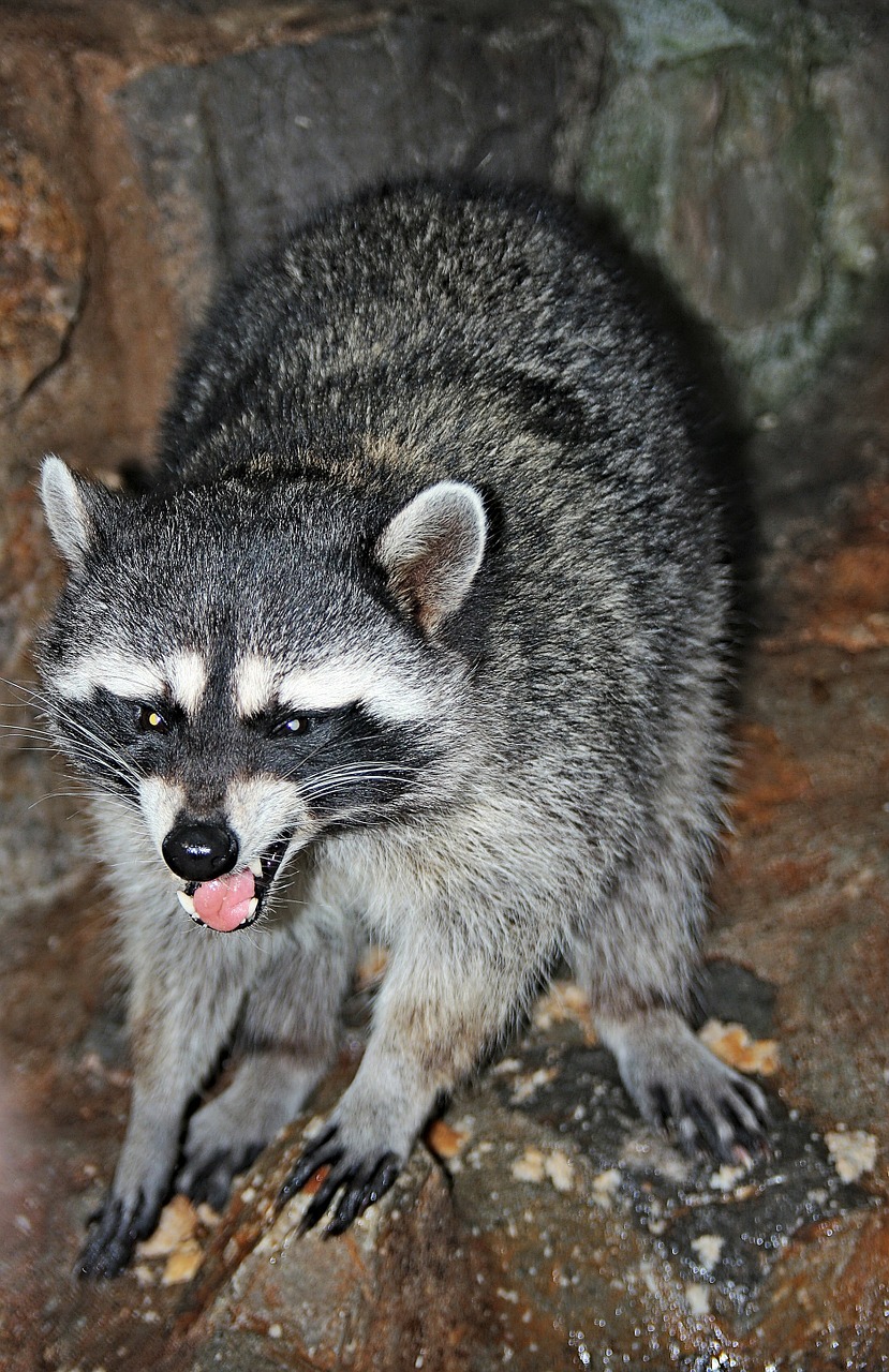 raccoon animals mammals free photo
