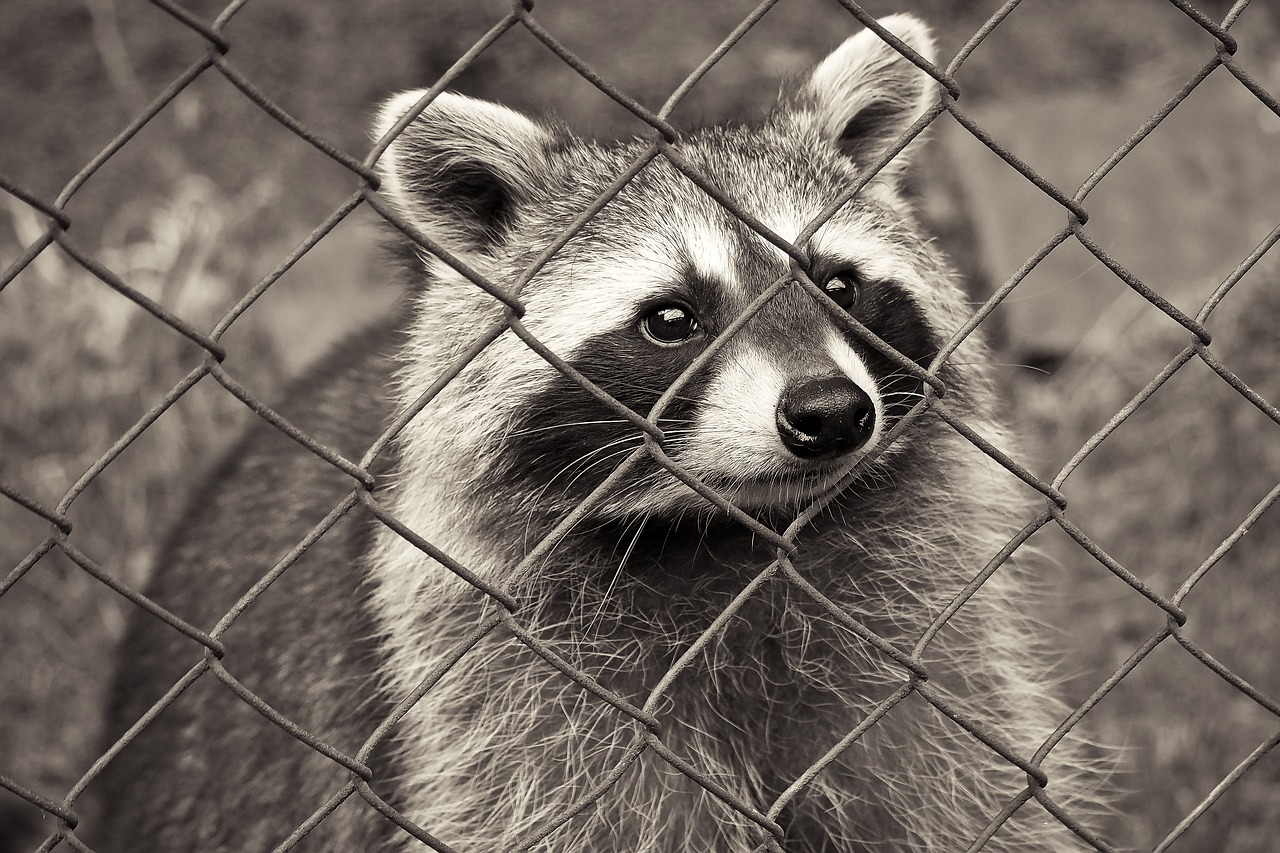 raccoon animal nature free photo