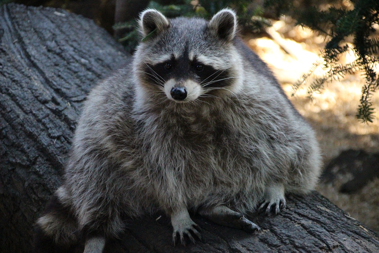 raccoon zoo furry free photo