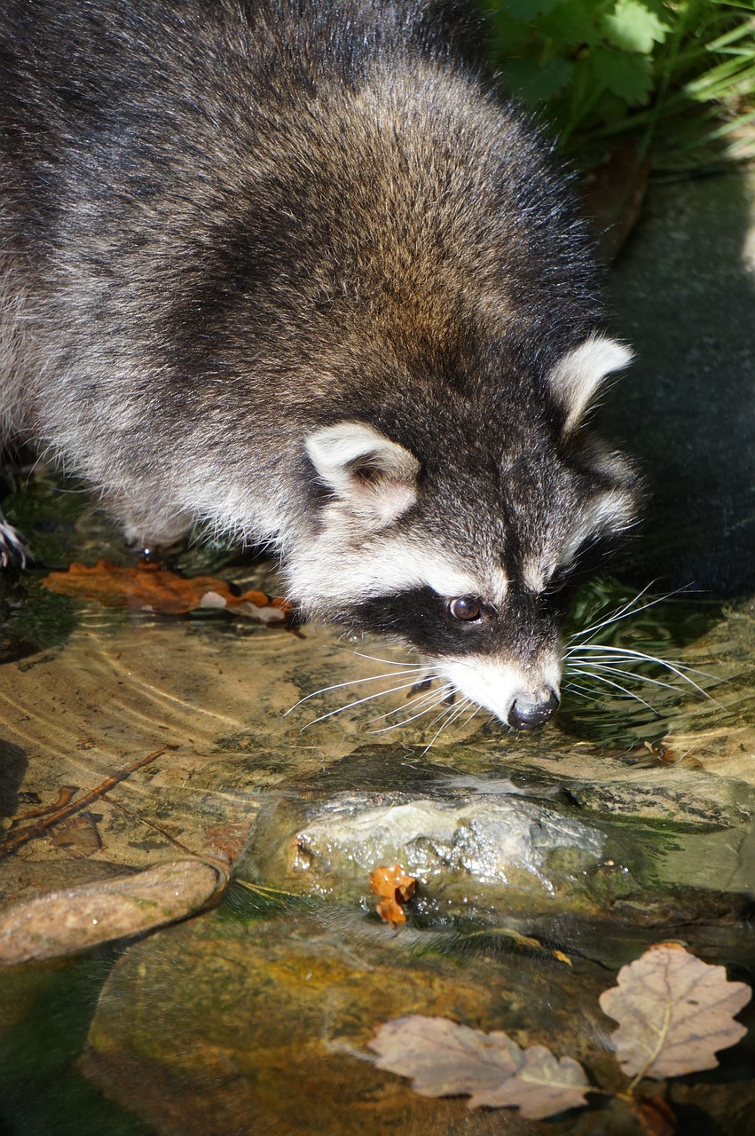 raccoon marten water free photo