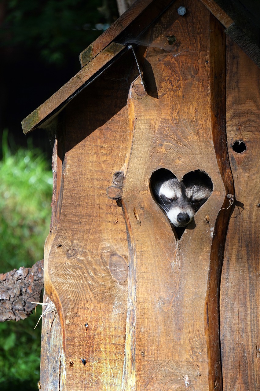 raccoon heart cute free photo