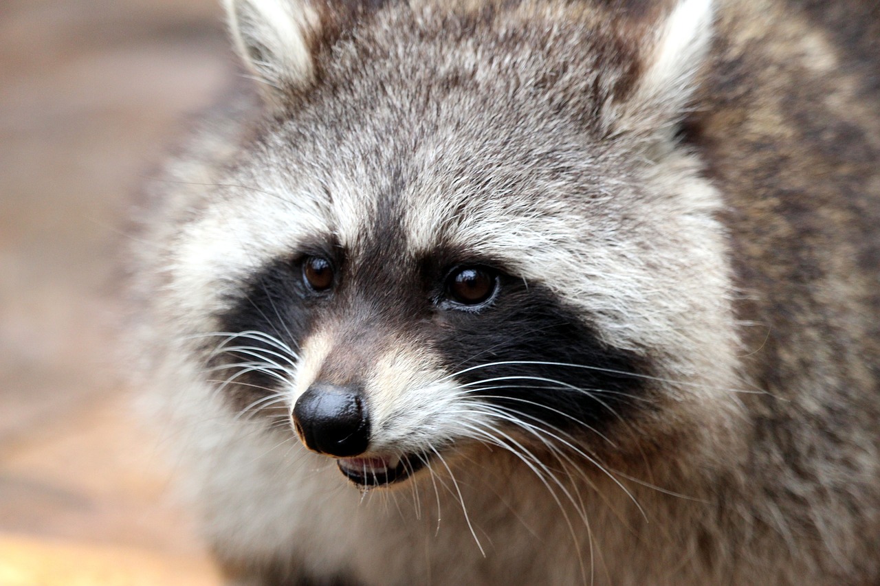 raccoon bear nature free photo